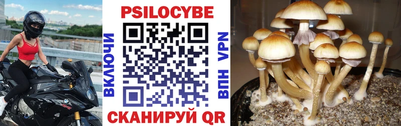 Купить где  Руза  Псилоцибиновые грибы мицелий 